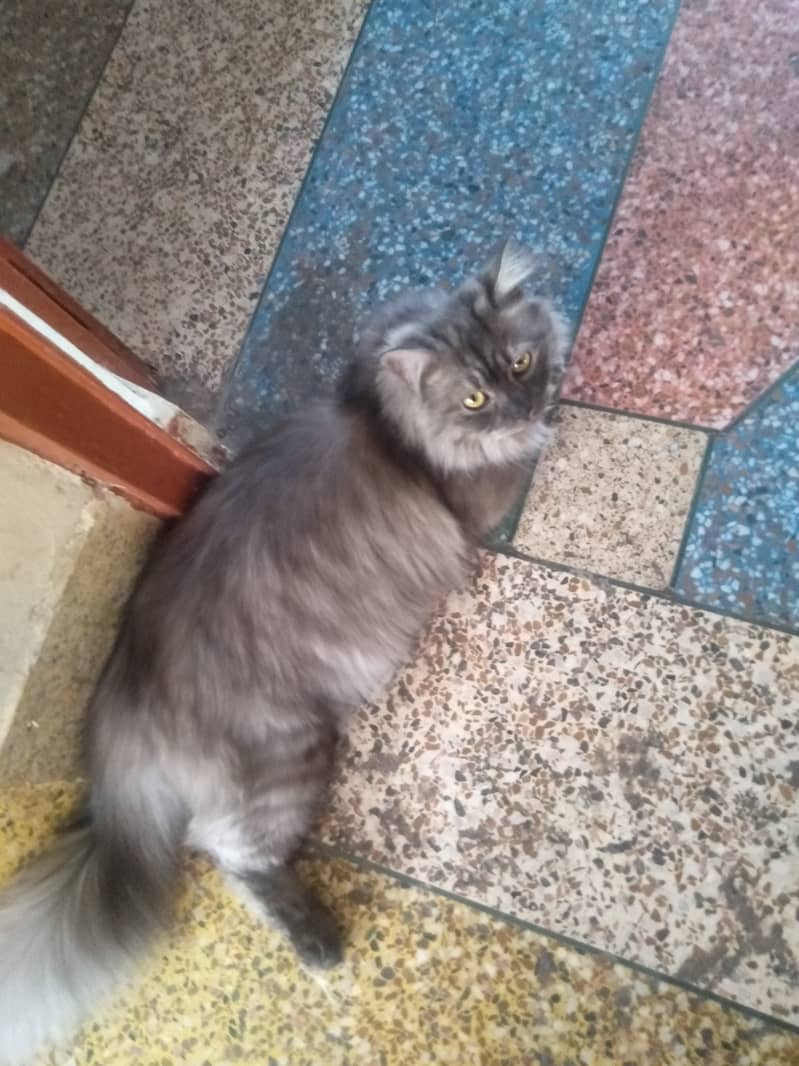 Persian Cat Pair | Kitten Pair | Silver & Smokey 6