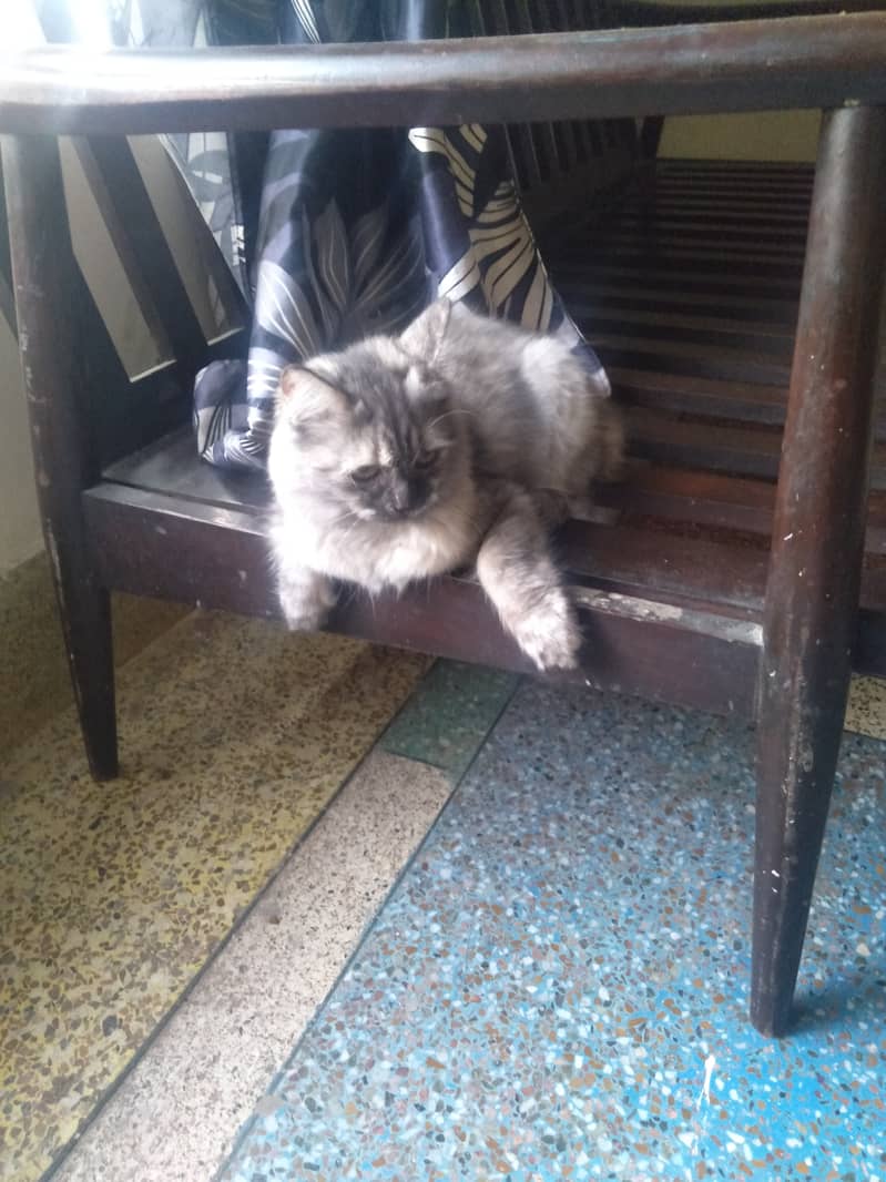 Persian Cat Pair | Kitten Pair | Silver & Smokey 7