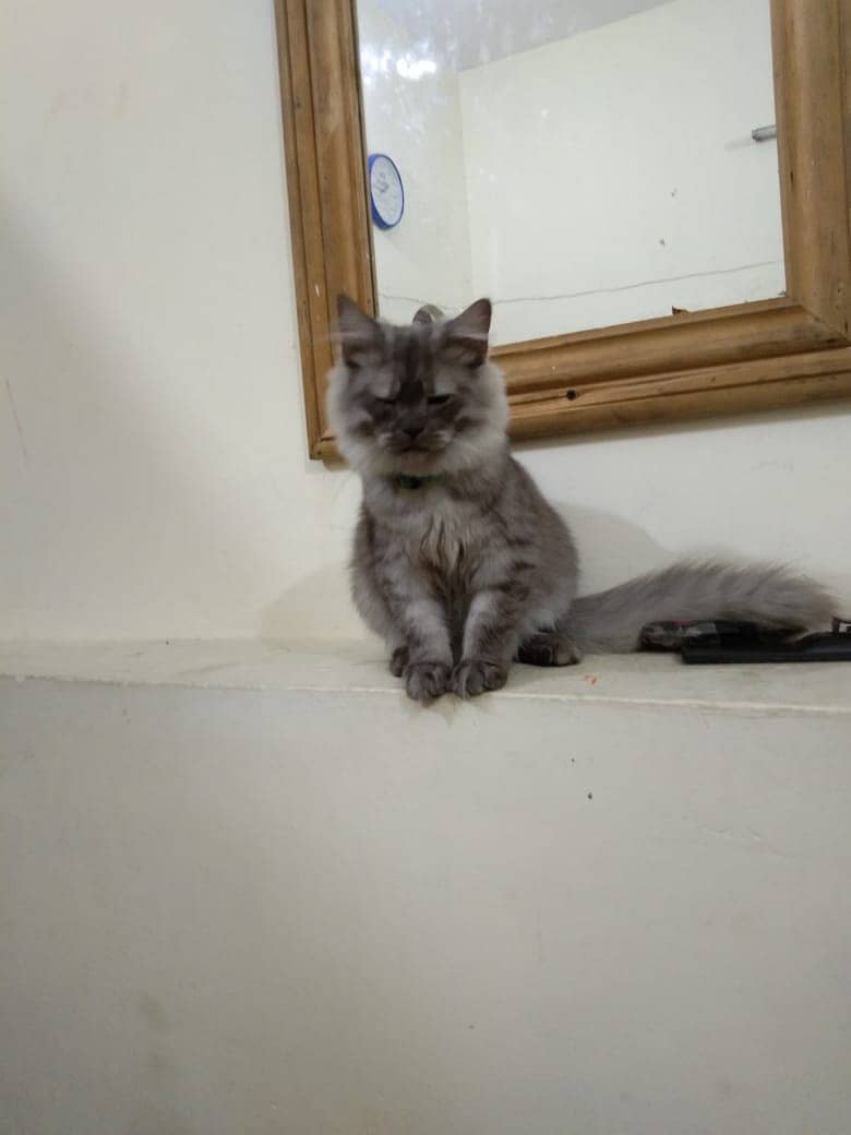 Persian Cat Pair | Kitten Pair | Silver & Smokey 8