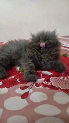 Persian cat/Persian kittens/triple coated/punch face/peki kitten