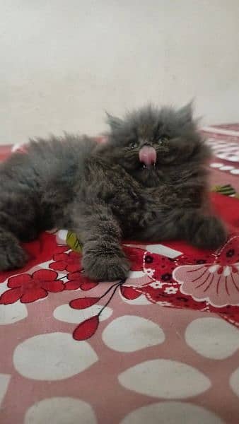Persian cat/Persian kittens/triple coated/punch face/peki kitten 0