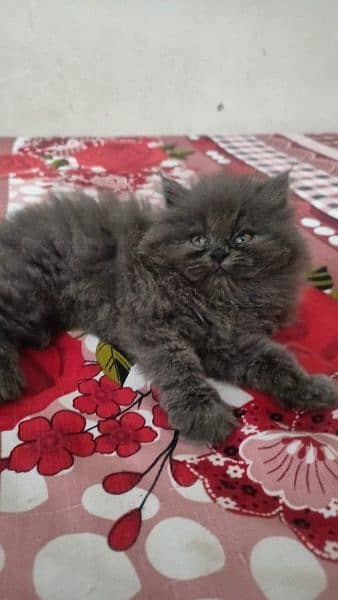 Persian cat/Persian kittens/triple coated/punch face/peki kitten 1