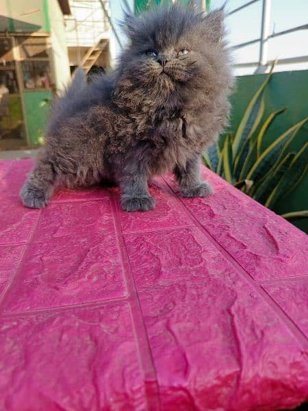 Persian cat/Persian kittens/triple coated/punch face/peki kitten 2