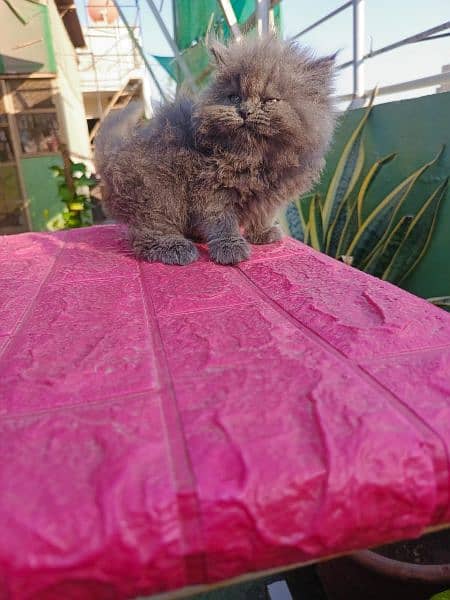 Persian cat/Persian kittens/triple coated/punch face/peki kitten 3
