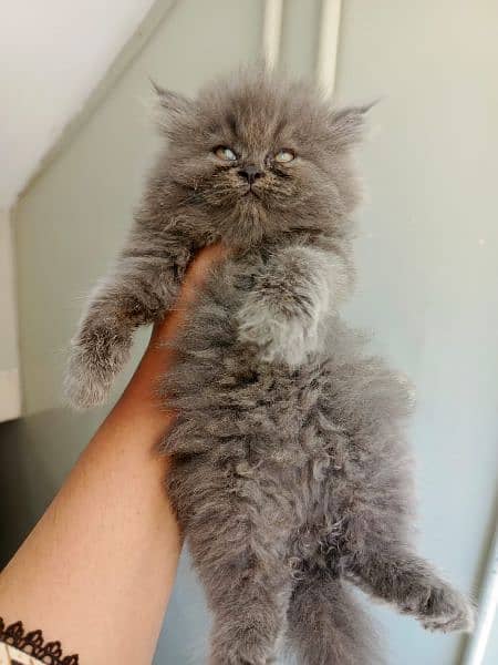 Persian cat/Persian kittens/triple coated/punch face/peki kitten 5