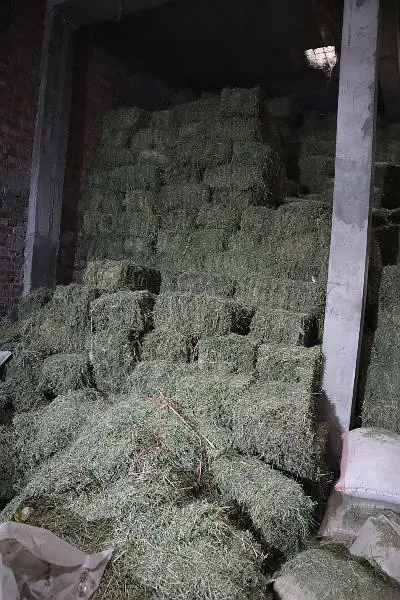Khushak loosan / Animal feed / Rabbits feed / Loosan / Alfalfa — photo 3