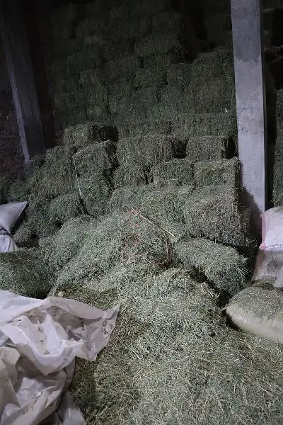 Khushak loosan / Animal feed / Rabbits feed / Loosan / Alfalfa — photo 5