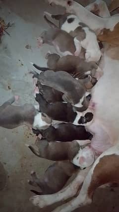 American bully pups available for sale 03423042745
