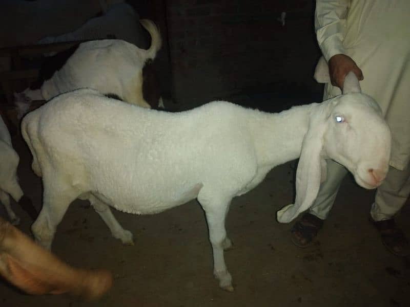 chatra for sale 3