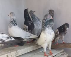 High Flyer Mix Pigeons 0
