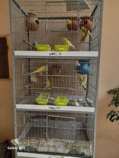angle cage with parrots