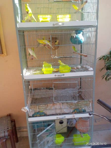 angle cage with parrots 1