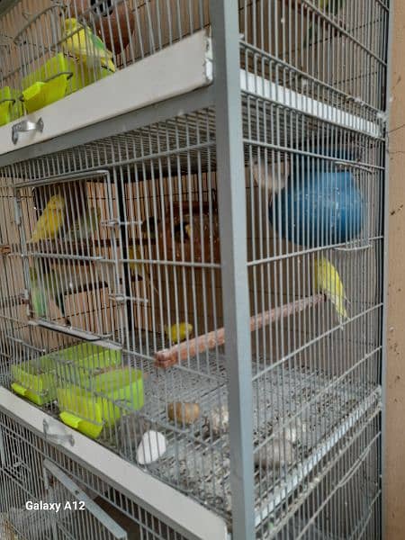 angle cage with parrots 3