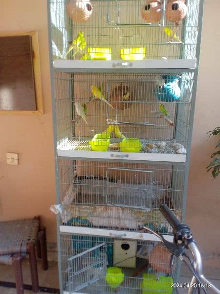 angle cage with parrots 4