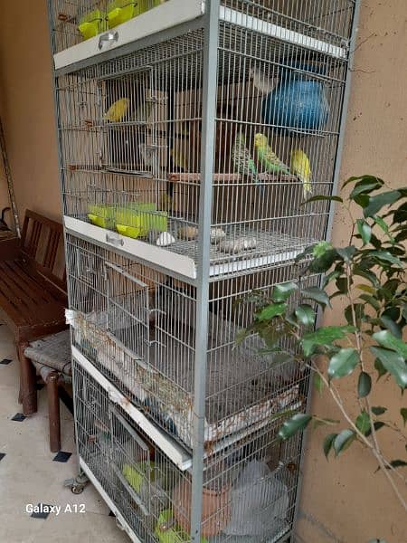 angle cage with parrots 5