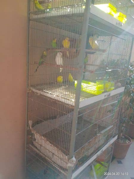 angle cage with parrots 8