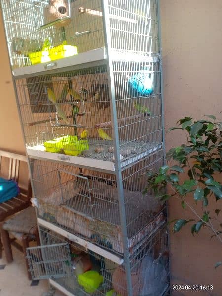 angle cage with parrots 9