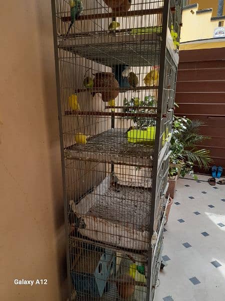 angle cage with parrots 10