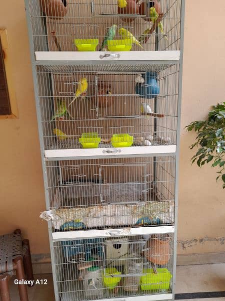 angle cage with parrots 11