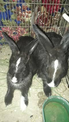 rabbit pair in black colour with red eyes