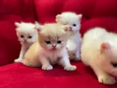 piki Face Persian cats for sale