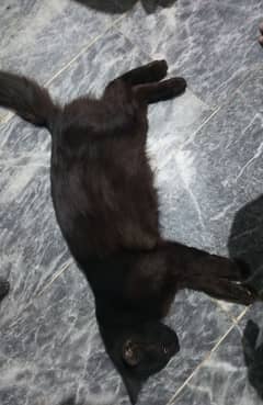 black persian male cat, home brought up, human friendly,