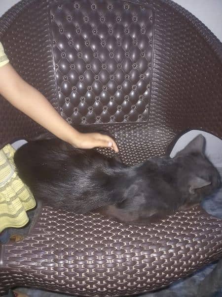 black persian male cat, home brought up, human friendly, 1