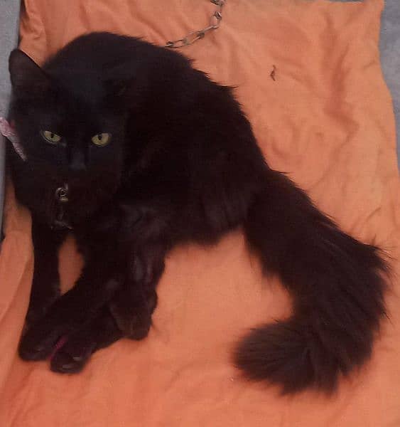 black persian male cat, home brought up, human friendly, 2