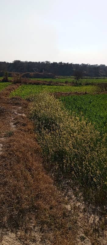 20 Kanal Agriculture Land For Sale In Neela Dullah 5