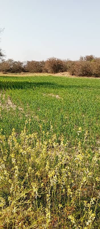 20 Kanal Agriculture Land For Sale In Neela Dullah 7