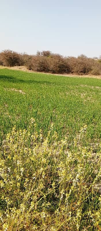 20 Kanal Agriculture Land For Sale In Neela Dullah 8