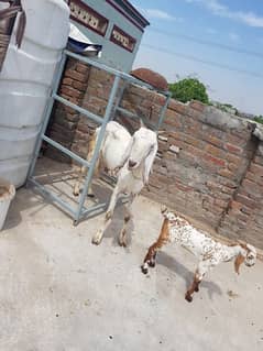 Goat for sale ( bakri ) 03465322367
