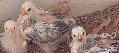 brahma chicks 1 week old -  fertile eggs