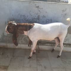 Goat kamoori available