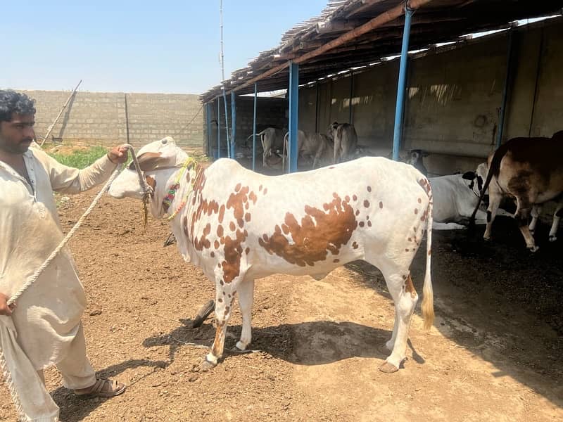 Affordable Qurbani Bulls | Cow | Bachia | Janwar | Bachra 9