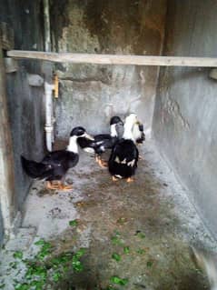 5 ducks 2bari 3 choti. . . . . finches pair 1500