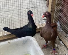 Danish, German Beauty, Fantail, Pigeons breader pairs for sale