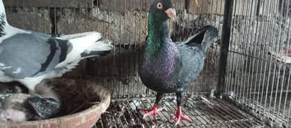 Danish, German Beauty, Fantail, Pigeons breader pairs for sale