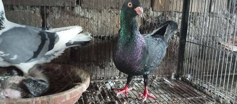 Danish, German Beauty, Fantail, Pigeons breader pairs for sale 0