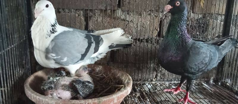 Danish, German Beauty, Fantail, Pigeons breader pairs for sale 1