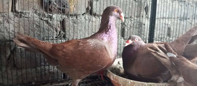 Danish, German Beauty, Fantail, Pigeons breader pairs for sale 2
