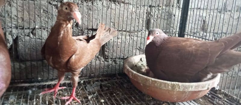 Danish, German Beauty, Fantail, Pigeons breader pairs for sale 3