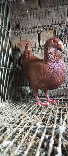 Danish, German Beauty, Fantail, Pigeons breader pairs for sale 4