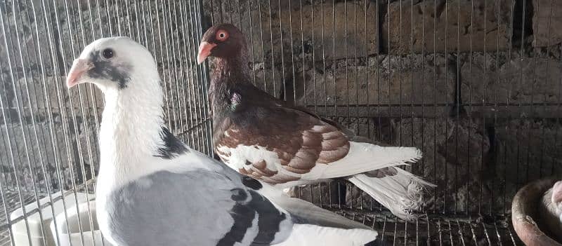 Danish, German Beauty, Fantail, Pigeons breader pairs for sale 5