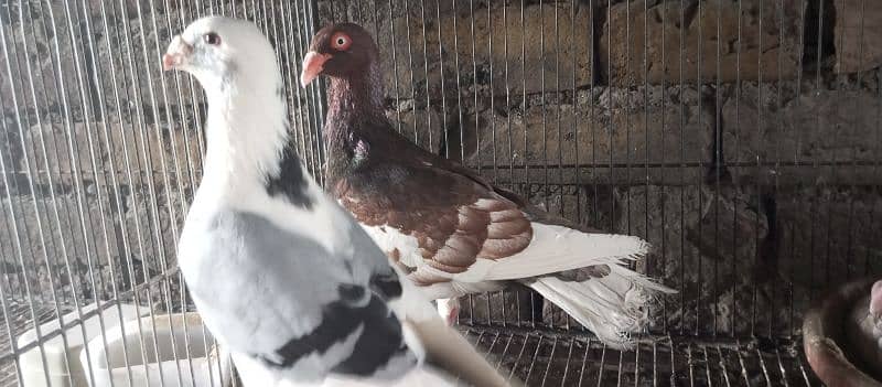 Danish, German Beauty, Fantail, Pigeons breader pairs for sale 7