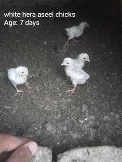 White Hera Aseel chicks/Aseel Hera and Thai cross chicks 0