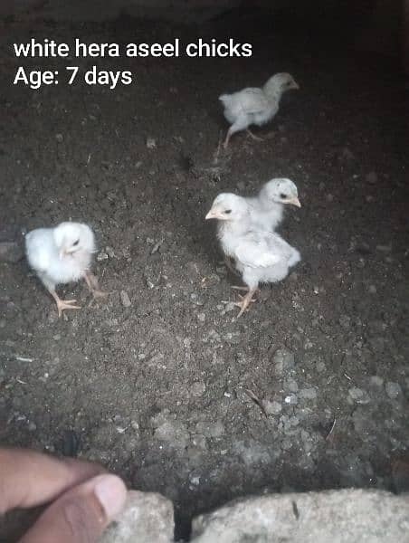 White Hera Aseel chicks/Aseel Hera and Thai cross chicks 0
