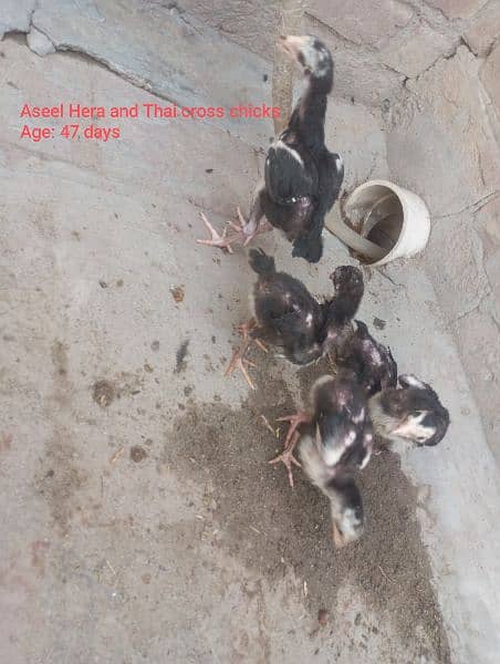 White Hera Aseel chicks/Aseel Hera and Thai cross chicks 1