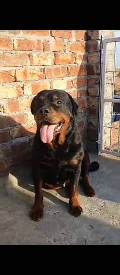 rottweiler female near to heat great quality  contact "0323-5751575"