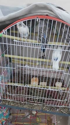 budgie for sale 0